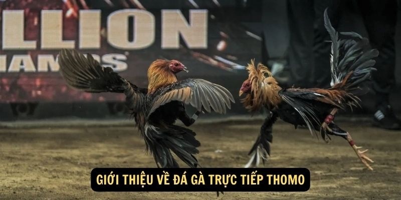 Giới thiệu thông tin thú vị về hình thức đá gà trực tiếp thomo